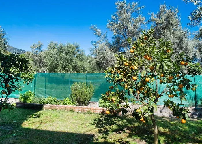 Elichrison * Лигия